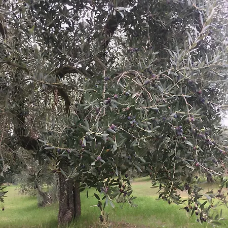 Casa Roda Umbria 1km Da Toscana Holiday home *