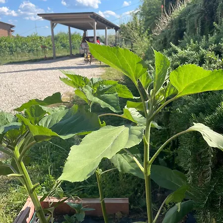 Casa Roda بيت للعطل كاستيغليون ديل لاغو