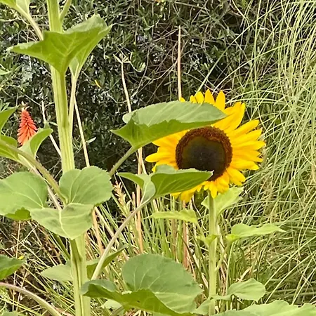 Casa Roda كاستيغليون ديل لاغو