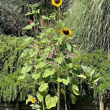 בית נופש Casa Roda *