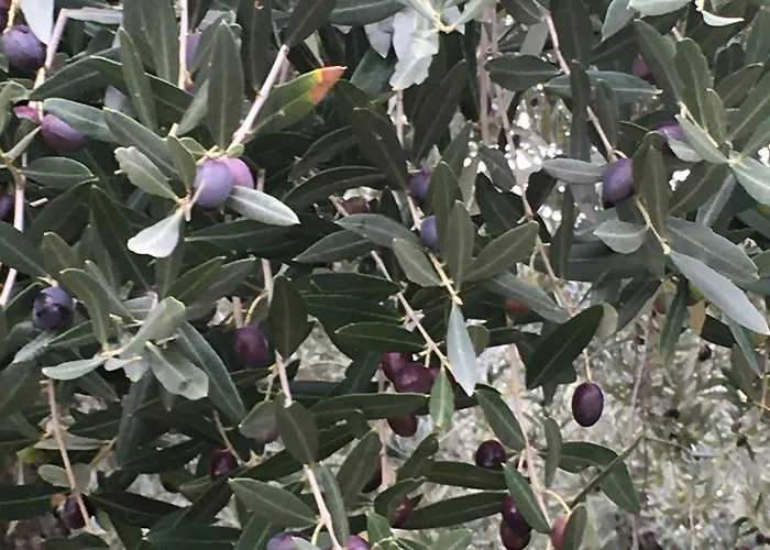 Casa Roda Feriehus Castiglione del Lago