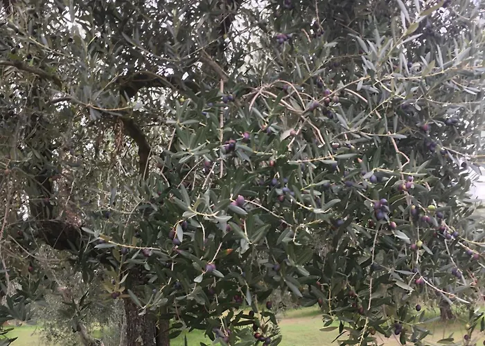 Casa Roda Feriehus *