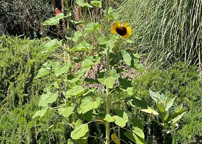 Дом отдыха Casa Roda *